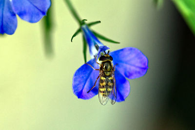 Close-up of butterfly pollinating on purple flower