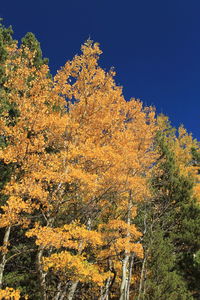 Low angle view of tree against clear sky