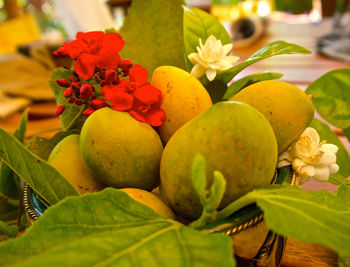 Close-up of fruit growing on tree