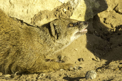 Close-up of cat on rock