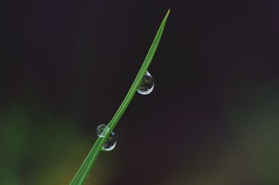 Close-up of water drops on plant against black background