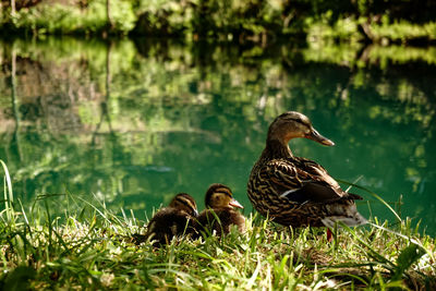 Ducks in a lake