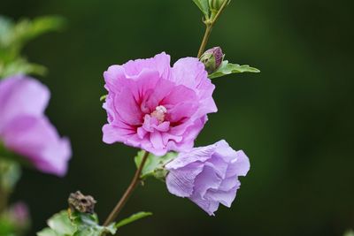 Close-up of pink flowering plant