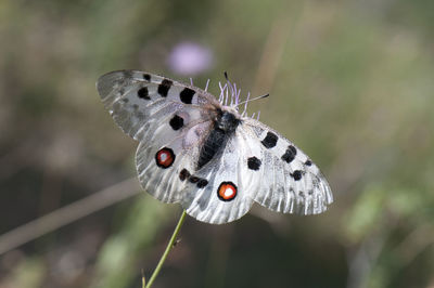 Close-up of butterfly perching on leaf outdoors