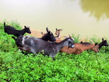 Horses on grass against sky