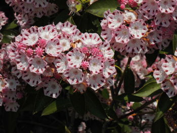 Close-up of pink flowers blooming on tree