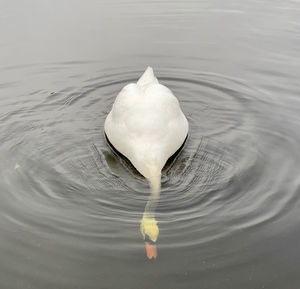 Swan dive in the uk