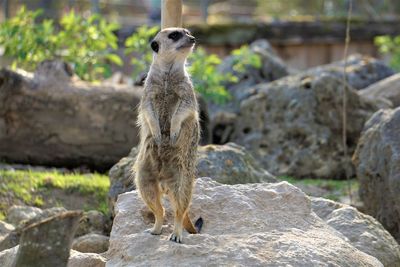 Squirrel standing on rock