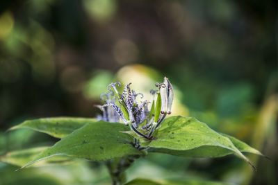 Close-up of butterfly on flower