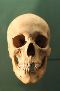 Close-up of human skull