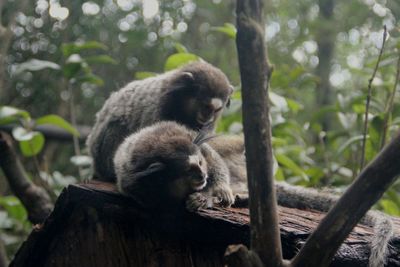 Monkey sitting on tree in forest