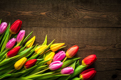 Close-up of multi colored tulips on table