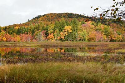 Scenic view of lake by trees against sky