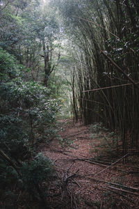 Trees growing in forest