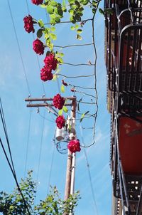 Low angle view of red berries hanging on plant against sky