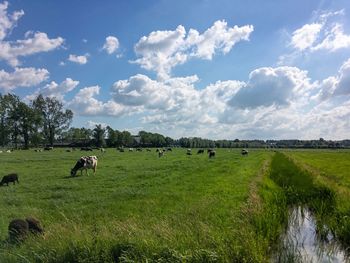 Horses grazing in a field