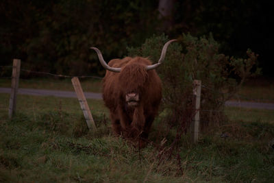 Buffalo on field