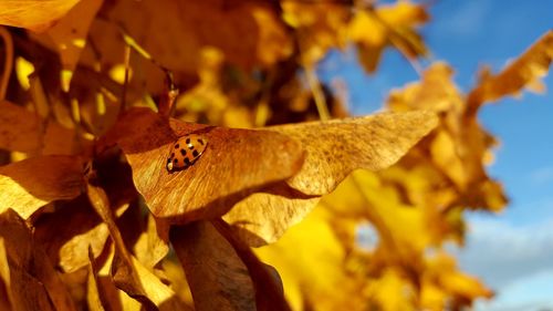 Close-up of ladybug on autumn leaf