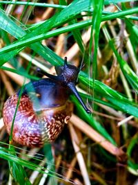 Close-up of insect on grass