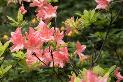 Close-up of pink flowering plant