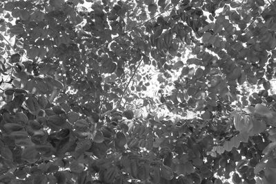 Full frame shot of plants