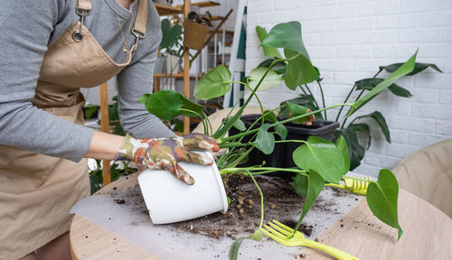 Midsection of woman holding potted plant