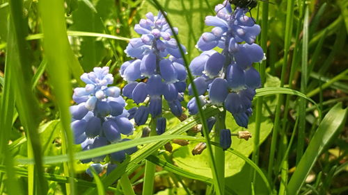 Close-up of purple flowering plants on field