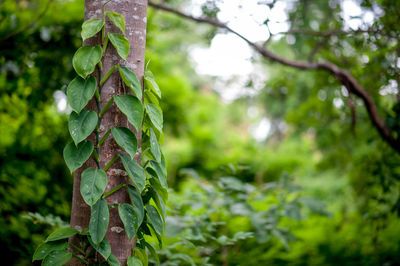 Close-up of ivy growing on tree trunk