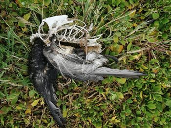 High angle view of bird on ground
