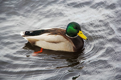 Duck swimming on lake