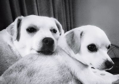 Close-up portrait of dog