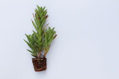 Close-up of potted plant against white background