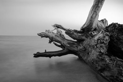 Driftwood on tree trunk by sea against sky