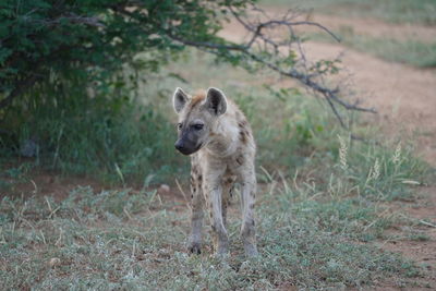 Portrait of lion on field