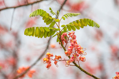 Close-up of red berries growing on tree