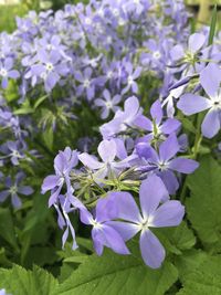 Close-up of purple flowering plants