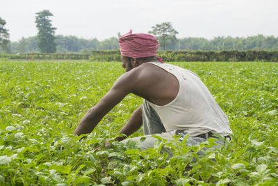 Indian farmer working at vegetable farm