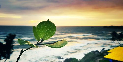 Close-up of plant on beach against sky during sunset