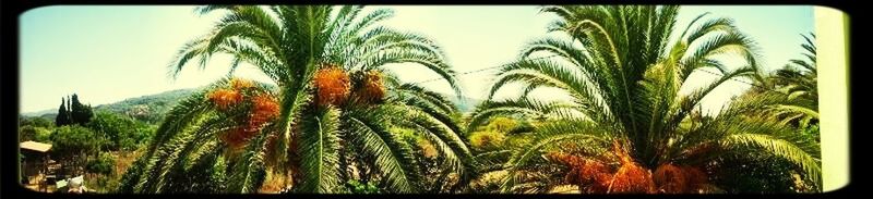 Palm trees against sky