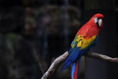 Close-up of parrot perching on branch