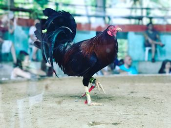 Full length of a bird on land