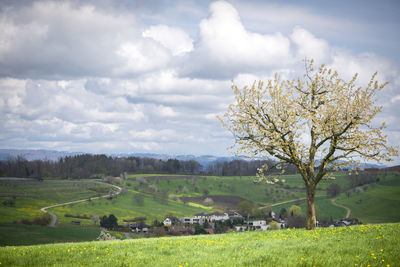 Scenic view of agricultural field against sky