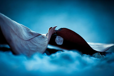 Close-up of woman lying on bed