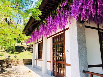 View of building and purple flowering plants