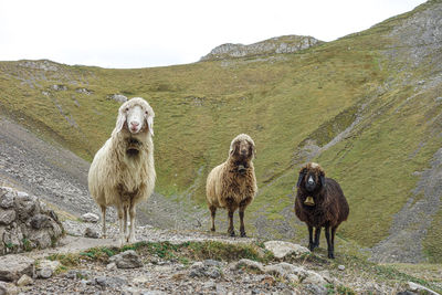 Sheep on field