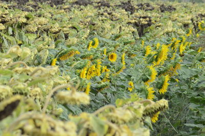 Close-up of yellow flowering plant on field