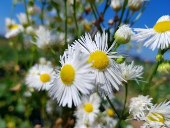 Close-up of white daisy flowers