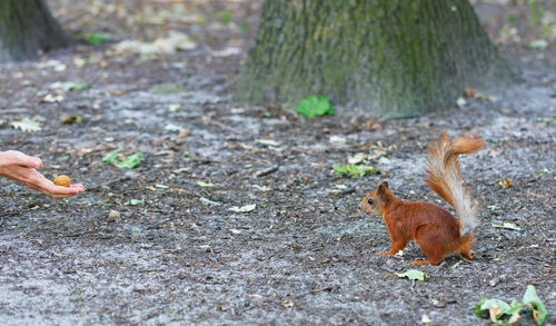 A red squirrel came for a treat in the form of a nut in a human hand. copy space.