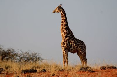 Giraffe in kalahari desert 