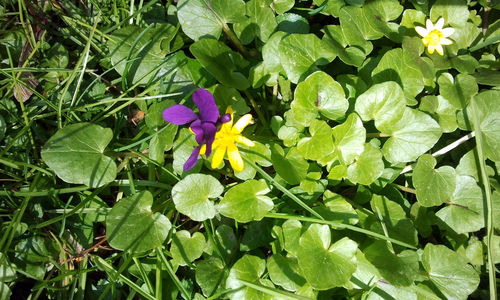 Close-up of purple flowers